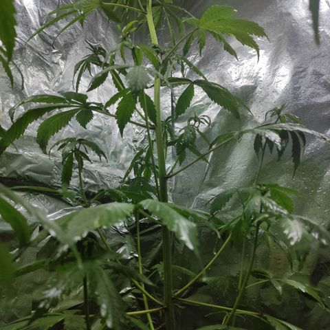 Las demonias #1 growlog photo: Planta con flores negras 