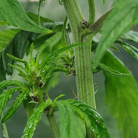 Las demonias #1 growlog photo: Planta con flores negras 
