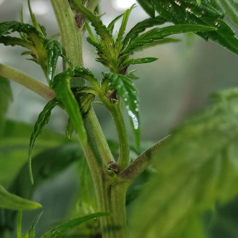 Las demonias #1 growlog photo: Planta con flores negras 