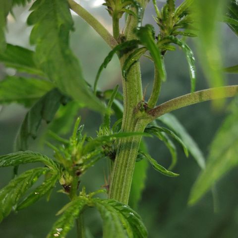 Las demonias #1 growlog photo: Planta con flores negras 