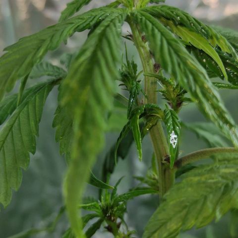Las demonias #1 growlog photo: Planta con flores negras 