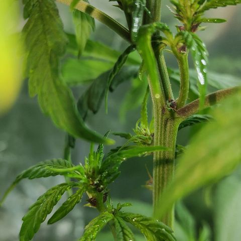 Las demonias #1 growlog photo: Planta con flores negras 