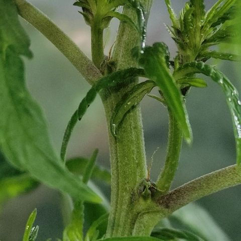 Las demonias #1 growlog photo: Planta con flores negras 