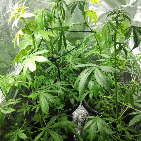 Las demonias #1 growlog timeline photo