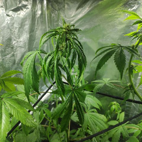 Las demonias #1 growlog timeline photo