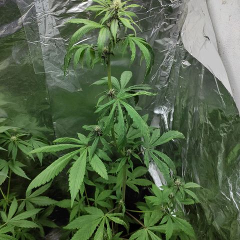 Las demonias #1 growlog timeline photo