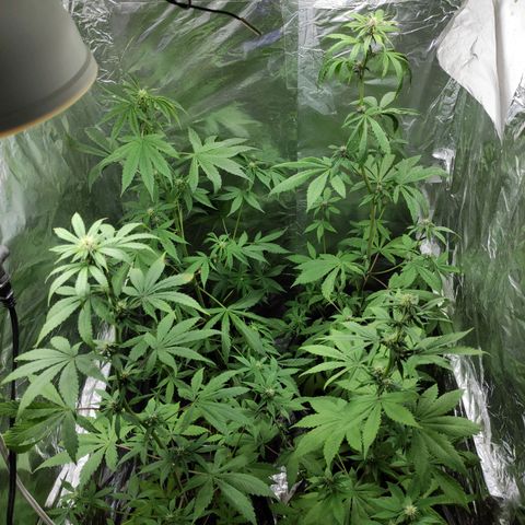 Las demonias #1 growlog timeline photo