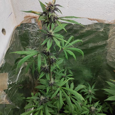 Las demonias #1 growlog timeline photo