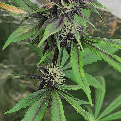 Las demonias #1 growlog timeline photo