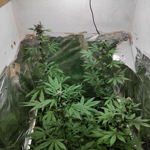 Las demonias #1 growlog timeline photo