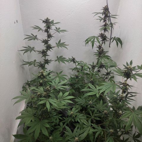 Las demonias #1 growlog timeline photo