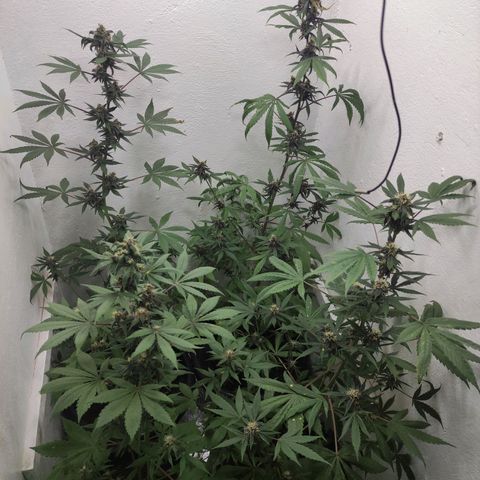 Las demonias #1 growlog timeline photo