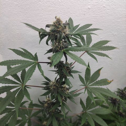 Las demonias #1 growlog timeline photo