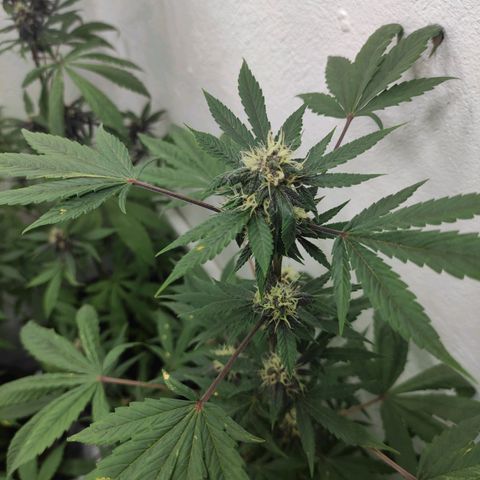 Las demonias #1 growlog timeline photo