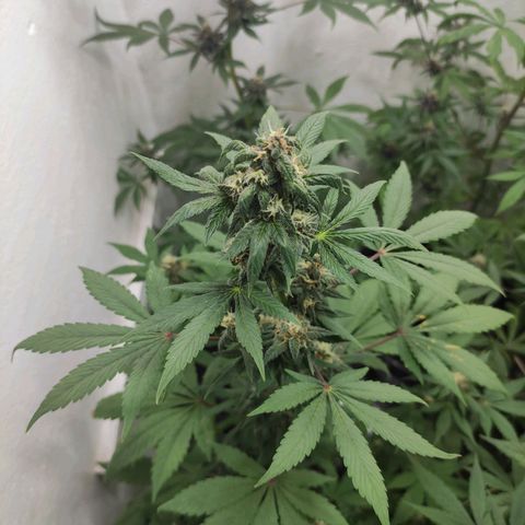 Las demonias #1 growlog timeline photo