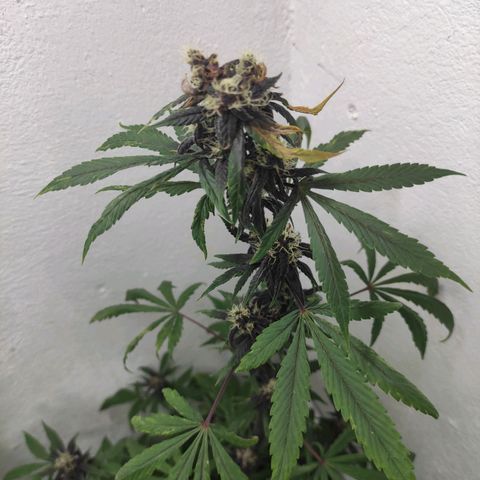 Las demonias #1 growlog timeline photo