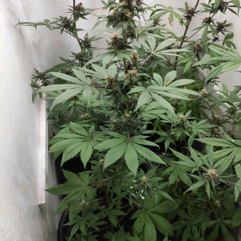 Las demonias #1 growlog timeline photo