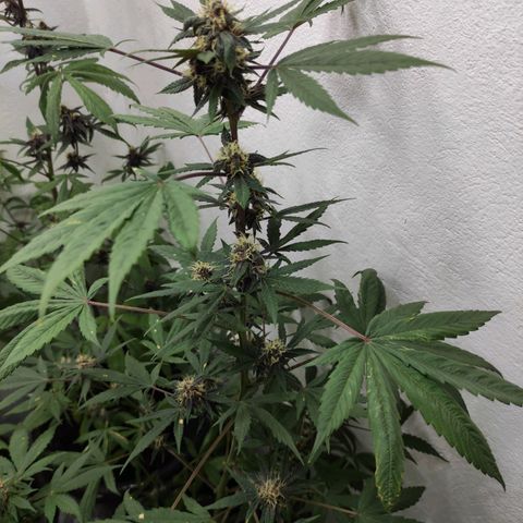 Las demonias #1 growlog timeline photo