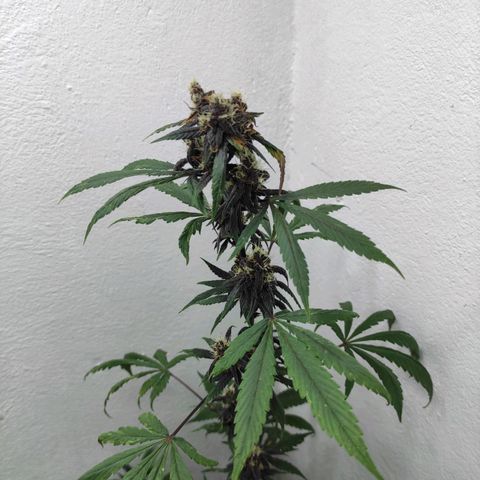 Las demonias #1 growlog timeline photo