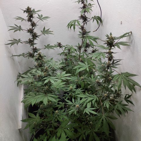 Las demonias #1 growlog timeline photo