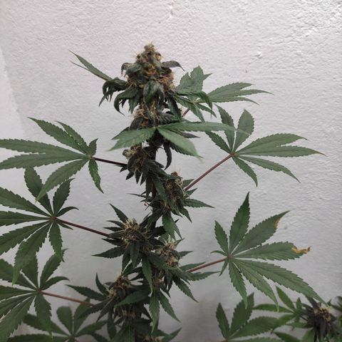 Las demonias #1 growlog timeline photo