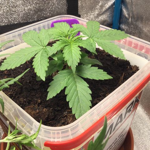 Moby growlog timeline photo