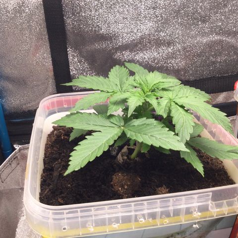 Moby growlog timeline photo