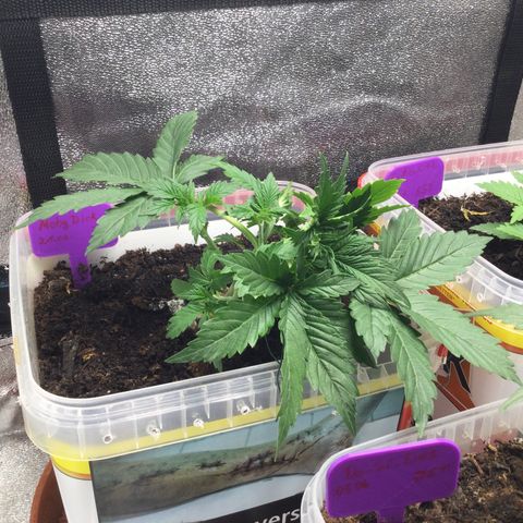 Moby growlog timeline photo