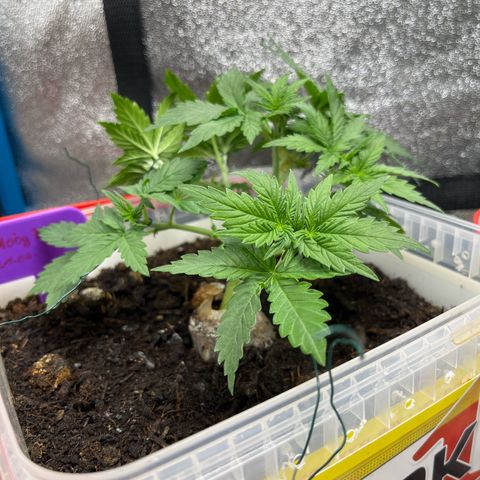 Moby growlog photo: Nach dem LST