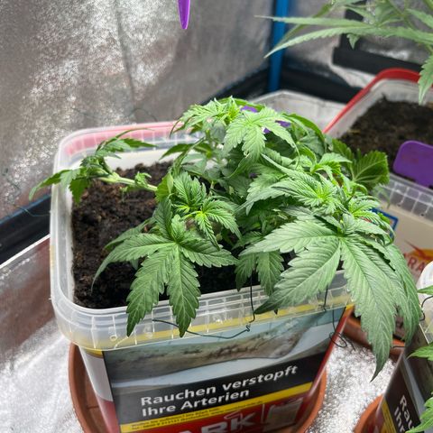 Moby growlog timeline photo