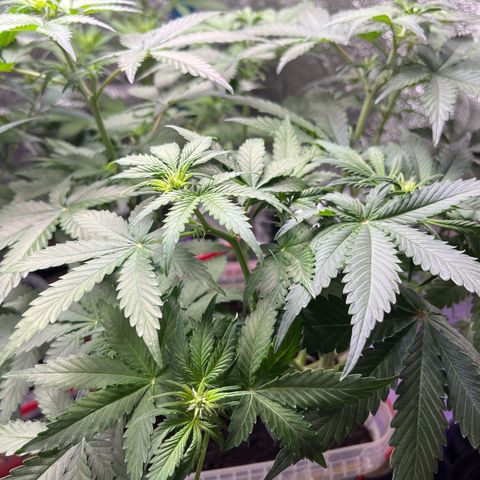 Moby growlog timeline photo