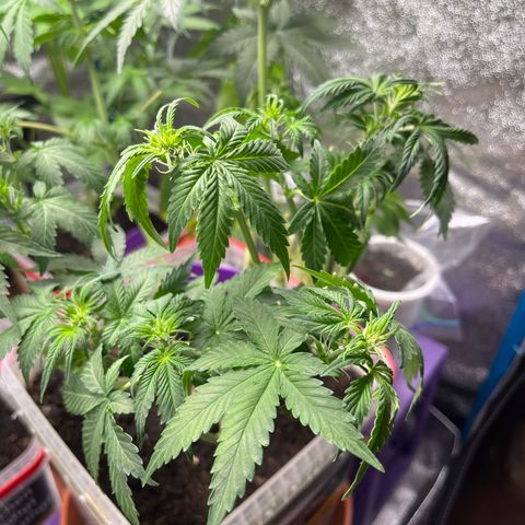 Moby growlog timeline photo
