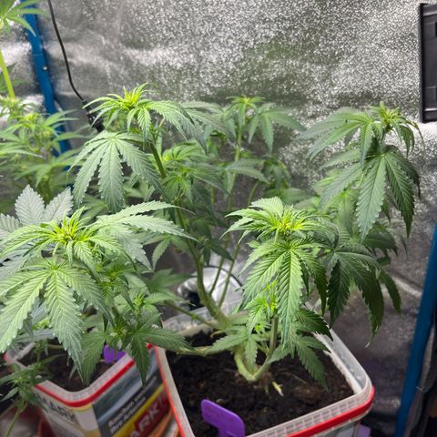 Moby growlog timeline photo