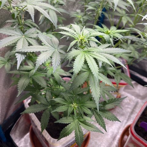 Moby growlog timeline photo