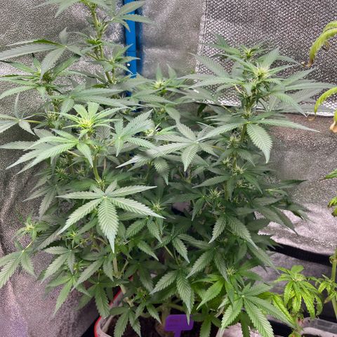 Moby growlog timeline photo