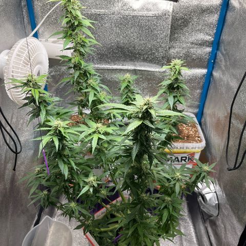 Moby growlog photo: Moby‘s letzter Schnitt 