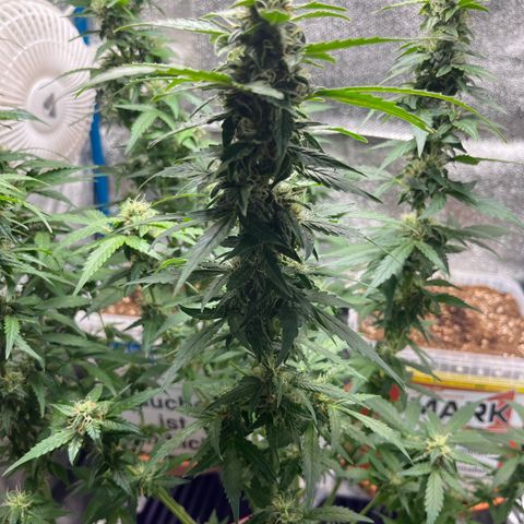 Moby growlog timeline photo