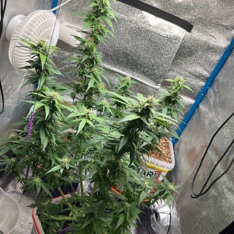 Moby growlog timeline photo