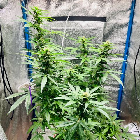 Moby growlog timeline photo