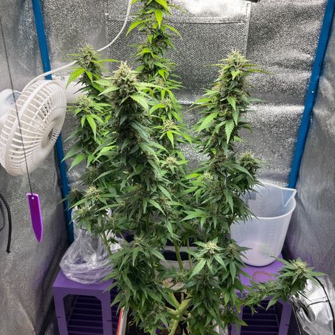 Moby growlog timeline photo