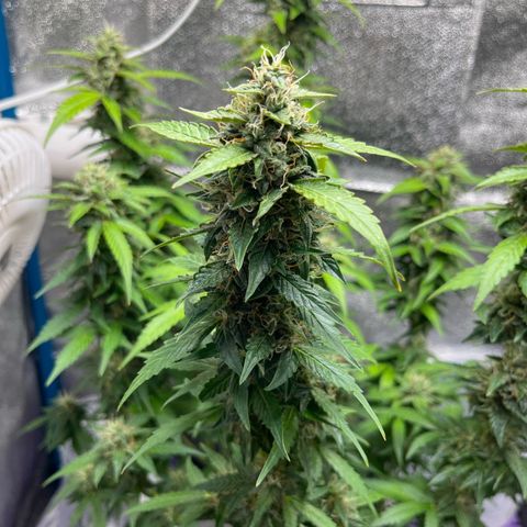 Moby growlog timeline photo