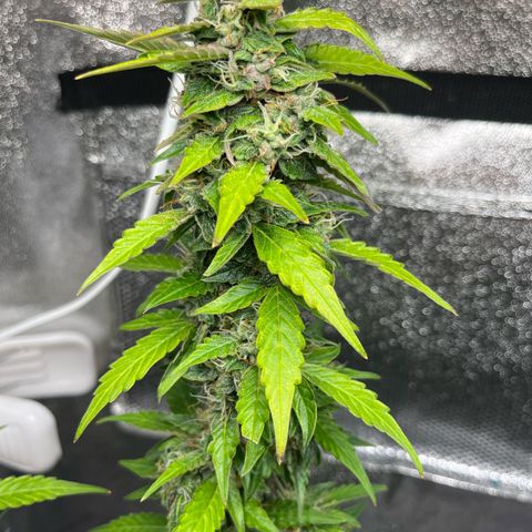 Moby growlog timeline photo