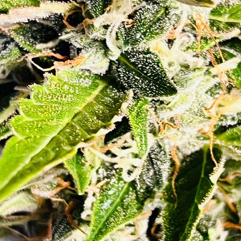Moby growlog timeline photo