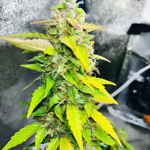 Moby growlog timeline photo