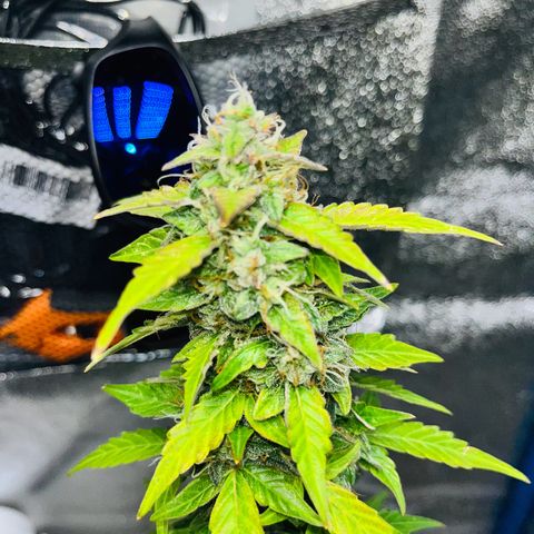 Moby growlog timeline photo