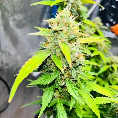 Moby growlog timeline photo