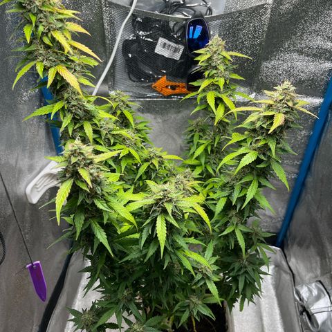 Moby growlog timeline photo