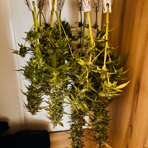 Moby growlog photo: Ernte und Trocknung 