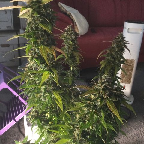 Moby growlog timeline photo