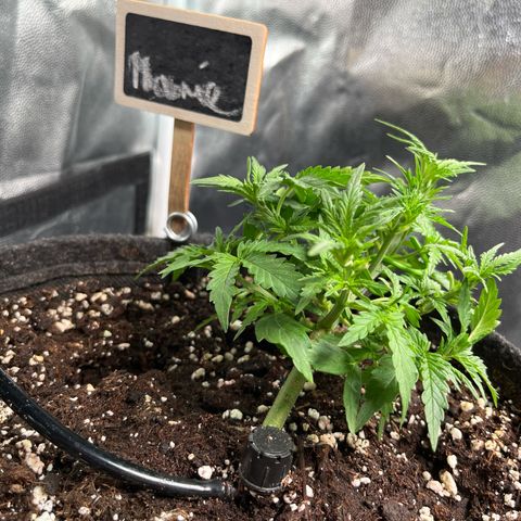 Marie growlog photo: Macht sich. Sehr stabil beim laufenden Training 